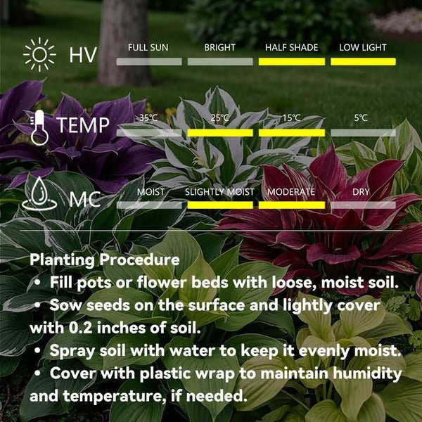 🔥Premium Rare Hosta Seeds🌿Shade-Tolerant Plant