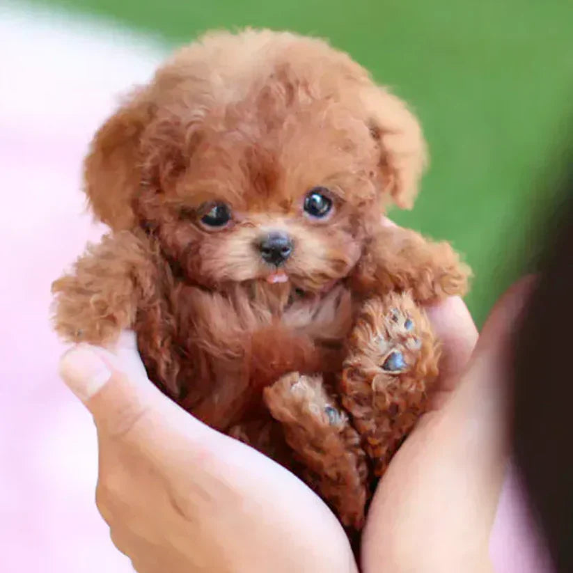 The Realistic Companion🐶My Realistic Robot Puppy